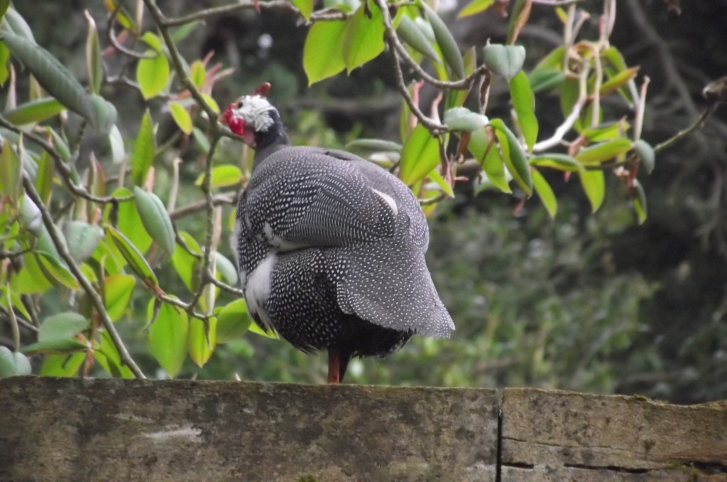 Guinea Fowl