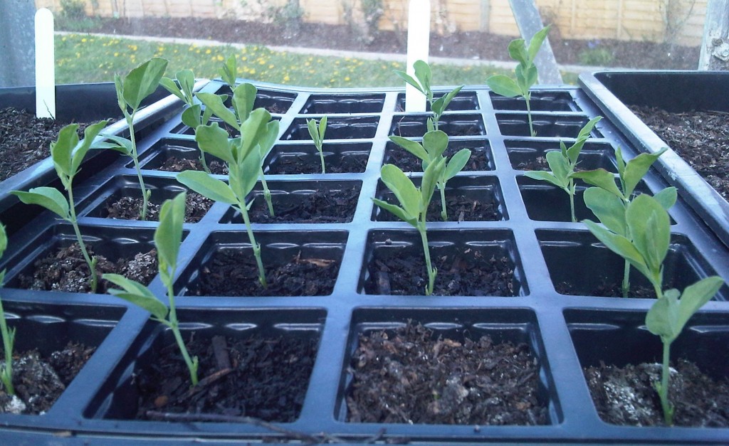 Sweetpeas